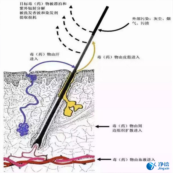  毛發(fā)毒品檢測儀檢測腿毛竟可以測出吸毒?做了全身脫毛也可以？